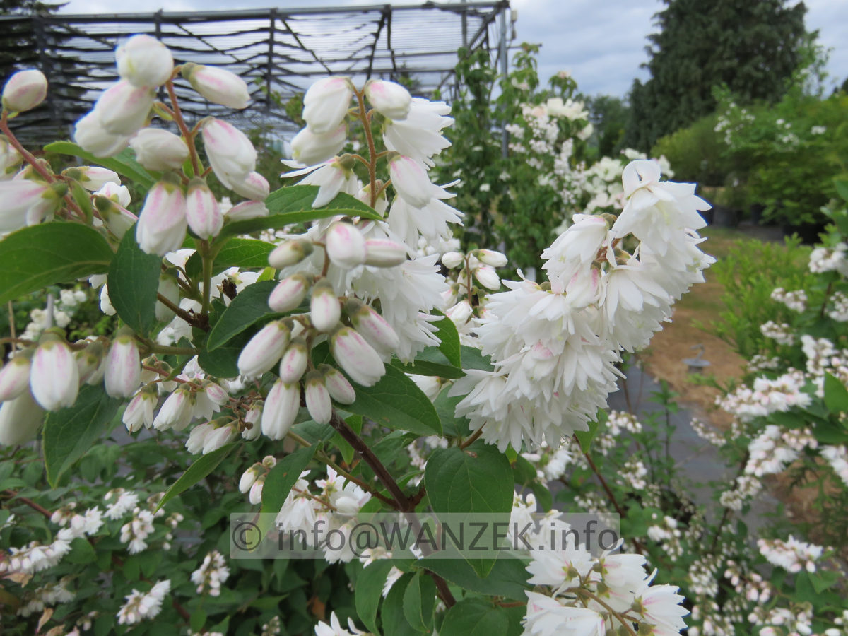 Deutzia crenata Pride Of Rochester 001.JPG